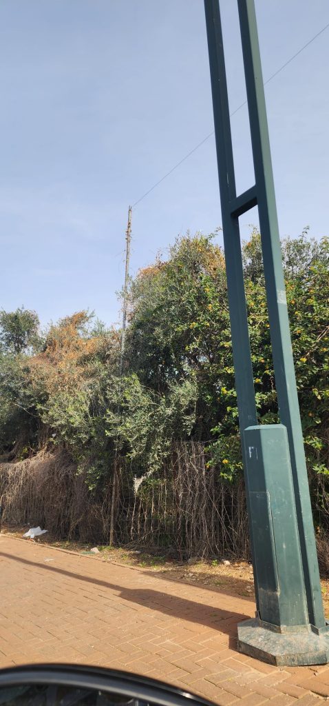 עירובין