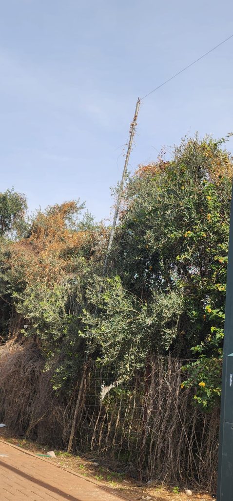 עירובין